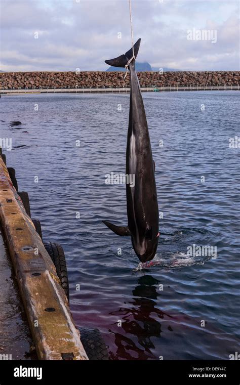 Traditional hunt of pilot whales (Globicephala melas) in Faroe Islands ...