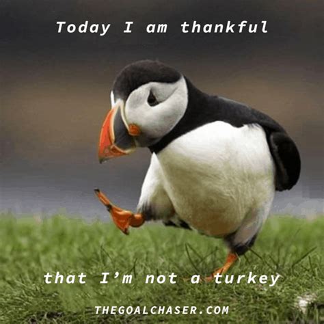 20 Funny Gratitude Quotes & Memes - Because Life Isn't Always Rosy...