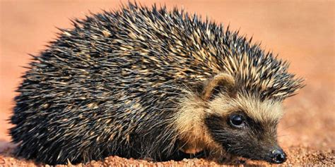 The Southern African hedgehog (Atelerix frontalis) is a species of mammal in the family ...