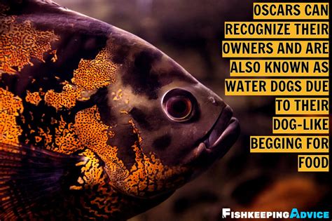 The Ultimate Oscar Fish Care Guide 2021 (Everything You Need To Know)