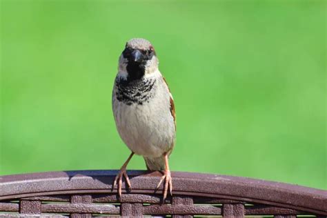 Bird identification Stock Photos, Royalty Free Bird identification Images | Depositphotos