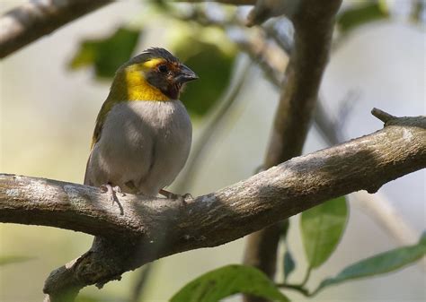 Cuban Grassquit_19-03-01_Tiaris canora | An adult female. Th… | Flickr