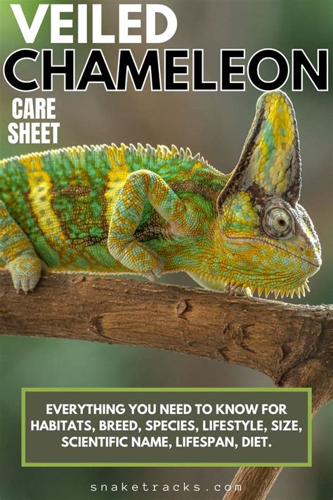 Veiled Chameleon Care Tips