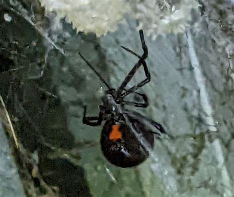 Black widow in a brown widow nest? : r/spiders