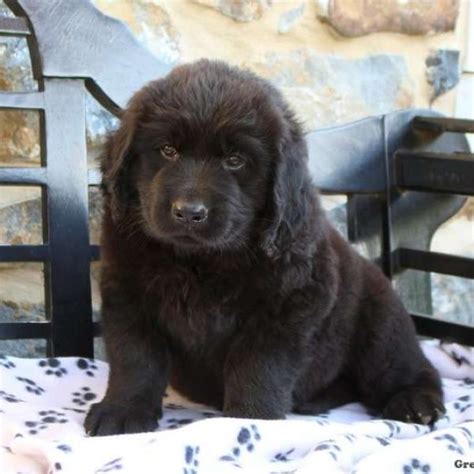 Golden Newfie Puppies for Sale | Greenfield Puppies