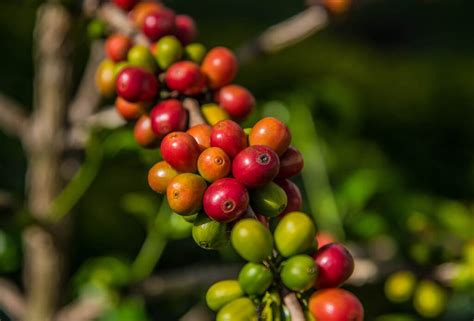 Colombian Coffee - All You Need To Know (Coffee Guide)