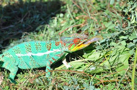 Chameleons of Madagascar | Luxury african safari, African safari ...