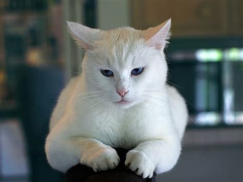 White Cat · Free Stock Photo