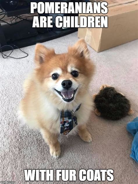 pomeranian Memes & GIFs - Imgflip