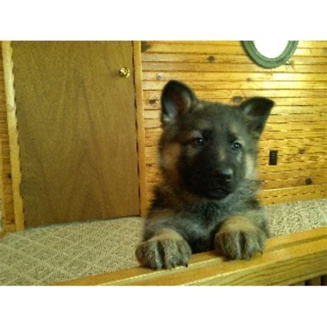 Von Shap Haus, German Shepherd Dog Breeder in Woodsfield, Ohio