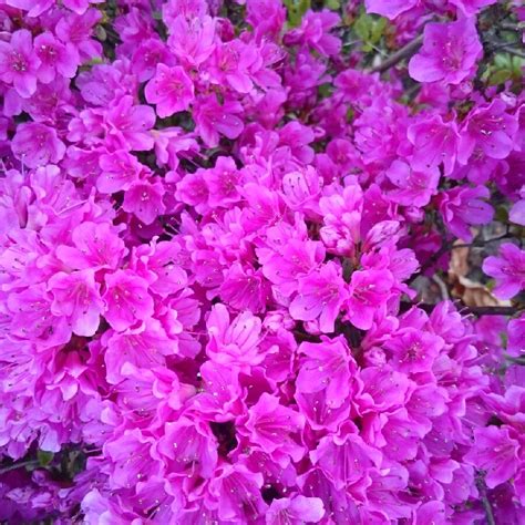 Rhododendron (Azalea Varieties), Azalea - uploaded by @Di007