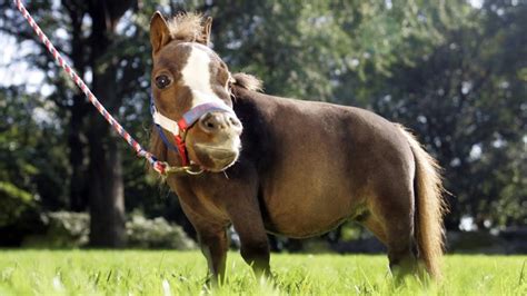 Meet Thumbelina, The World's Smallest Horse Who Is Stealing Hearts Wherever She Goes - Natural ...