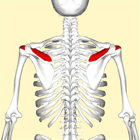 Rotator Cuff Tear Settlements (Car Accidents, Motorcycle Accidents, Etc.)