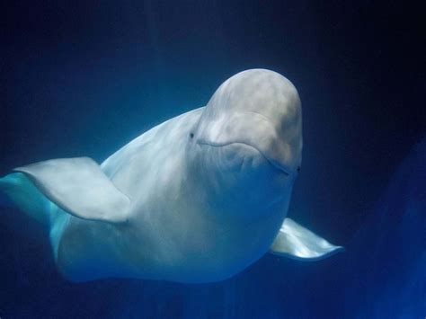 Iceland is Home to the World’s First Open-Water Sanctuary for Beluga Whales