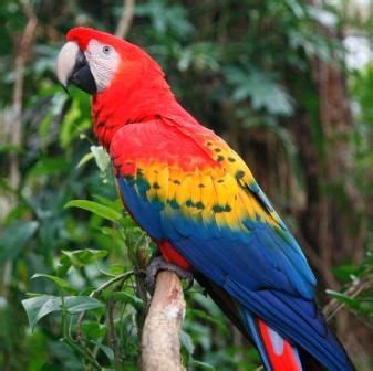 Belize City Attractions: The Belize Zoo | Macaw, Belize city, Belize