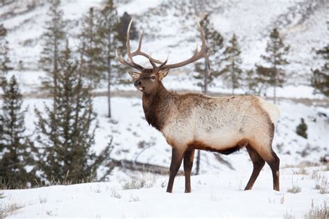 Yellowstone Womens Vacation; Yellowstone National Park Winter Tour | Wildlife Viewing