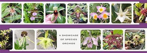 Types of Orchids: What Are Species Orchids & Why Are They Special ...