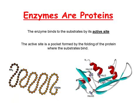 Enzymes- What are they - Presentation Biology