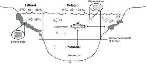 Schematic illustration of habitats and food-web compartments in lakes ...