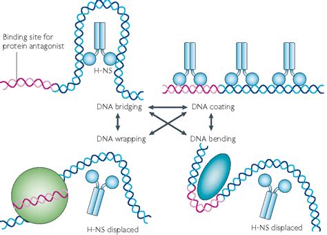 bacterial nucleoid | Semantic Scholar