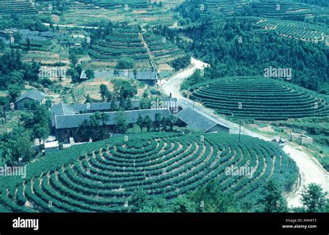 tea plantation in China, China Stock Photo - Alamy