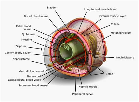 Coelom Definition, HD Png Download , Transparent Png Image - PNGitem