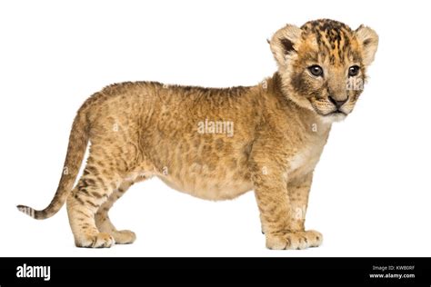 Side view of a Lion cub, 4 weeks old, isolated on white Stock Photo - Alamy