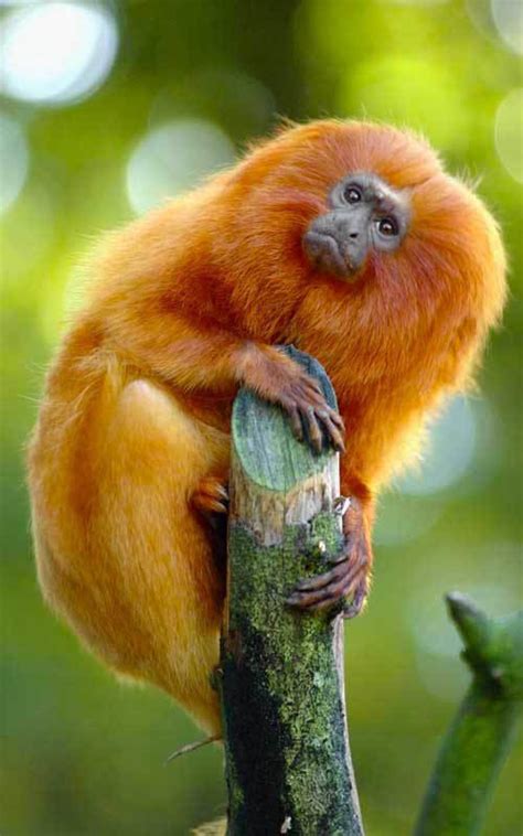 Golden lion tamarin - Alchetron, The Free Social Encyclopedia