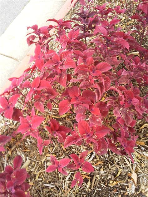 Red leaves and stem ornamental in the Plant ID forum - Garden.org