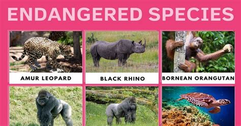 List of Critically Endangered Species We Need to Protect Now • 7ESL | Critically endangered ...