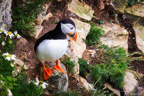 Image of Bempton Cliffs Nature Reserve (RSPB) | 1029346