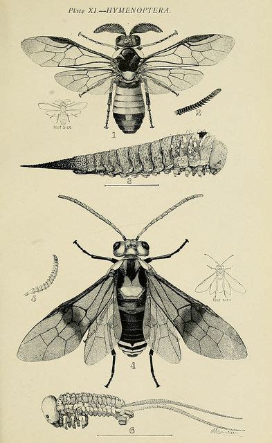 n134_w1150 by BioDivLibrary, via Flickr Illustration Botanique, Botanical Illustration ...