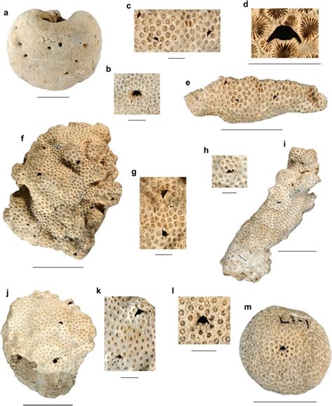 Trace fossil evidence of coral-inhabiting crabs (Cryptochiridae) and its implications for growth ...