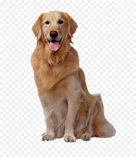 Anjing, Golden Retriever, Anjing Perlengkapan gambar png