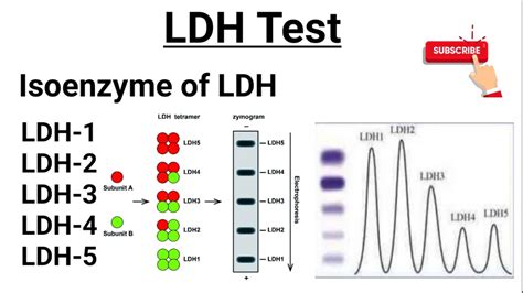 Lactate Dehydrogenase (LDH), Isoenzymes Of LDH, 56% OFF