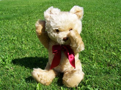 Free Images : teddy bear, furry teddy bear, miniature poodle, child's play, colored buns ...