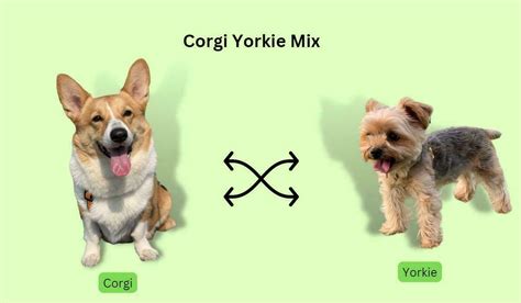 Corgi Yorkie Mix: Everything You Need To Know!(2023)