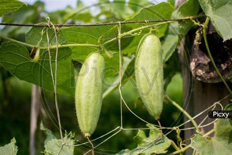 Image of Trichosanthes Dioica, Also Known As Pointed Gourd, Is A Vine ...