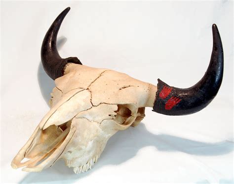 Large Buffalo Skull with Native American Foot Print For Sale at 1stDibs | native american feet ...