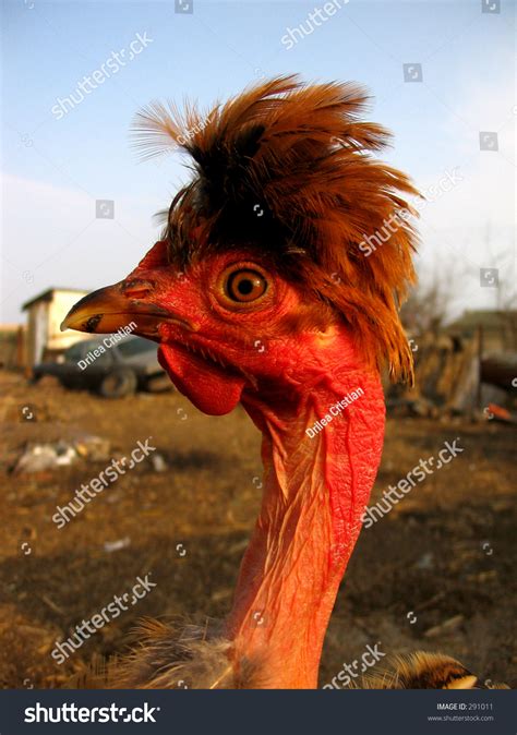 Funny Haircut Chicken Foto de stock 291011 | Shutterstock