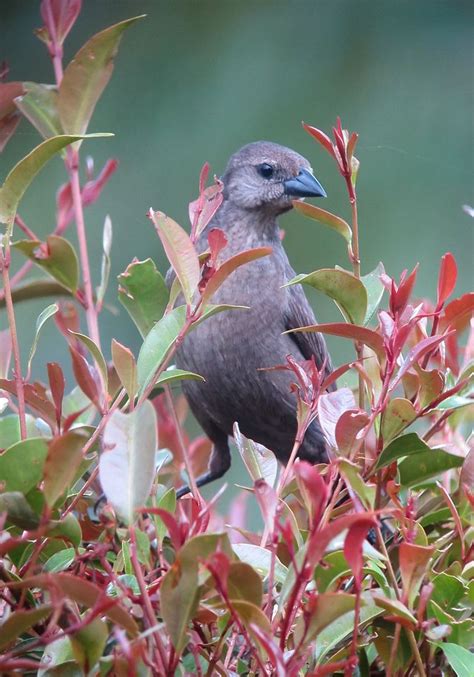 Molothrus bonariensis / Chamón común / Shiny Cowbird (female) | Black bird, Birds, Grackle