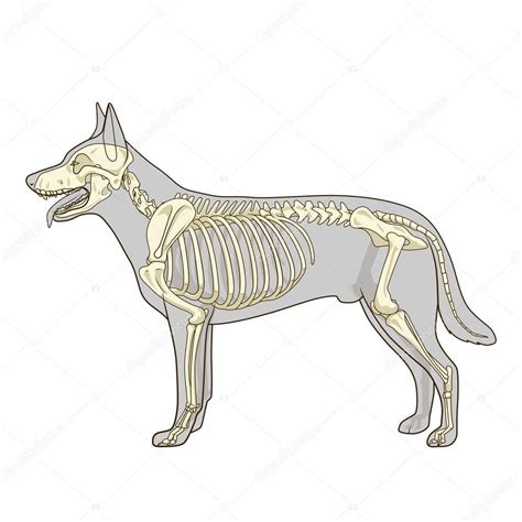 Download - Dog skeleton veterinary vector illustration — Stock Illustration #87673828 | Dog ...