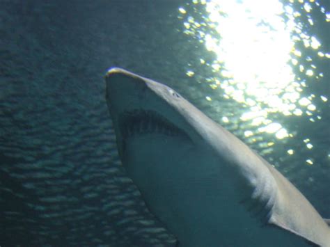 Shark Reef Aquarium in Las Vegas Tickets and Tours - Hellotickets