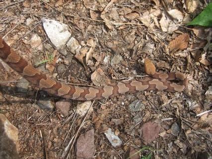 Northern Copperhead Bite