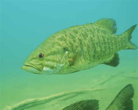 Increasing levels of flame retardants in smallmouth bass threaten Lake Erie fish consumers ...