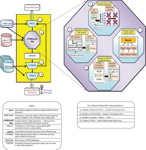 Parallel taxonomy of RNA folding algorithms. (1) INCA: Agent to check ...