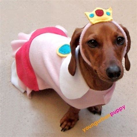 Princess Peach dog Halloween costume Mario Halloween Costumes, Mario ...