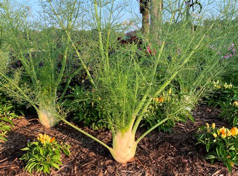 Fennel in the South | UT Gardens - The State Botanical Garden of Tennessee