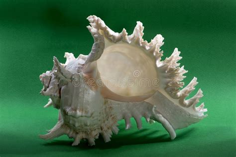 Big Sea shell stock photo. Image of shellfish, shell - 74846402