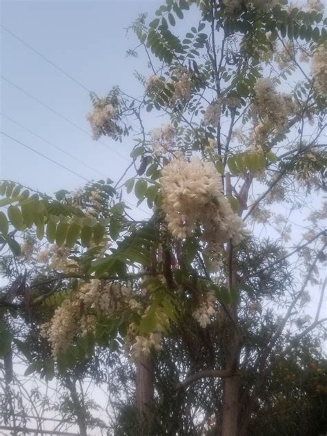 Acacia I think but what kind? : r/treeidentification